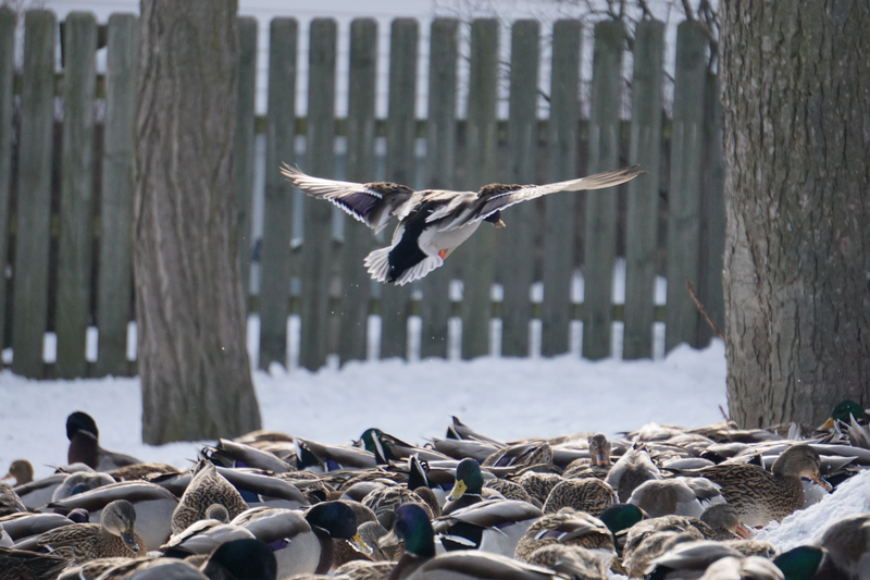 Illustration for article titled Practicing my bird shooting